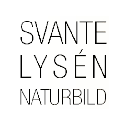 Svante Lysén